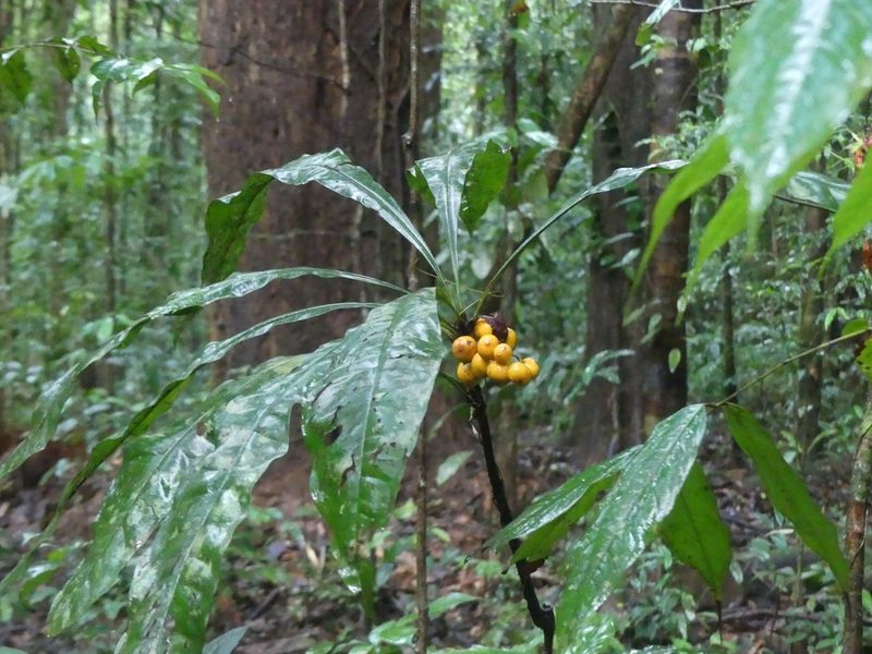 Clavija lancifolia, photographed by Guillaume Delaitre
