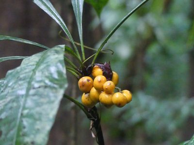 Clavija lancifolia, photographed by Guillaume Delaitre