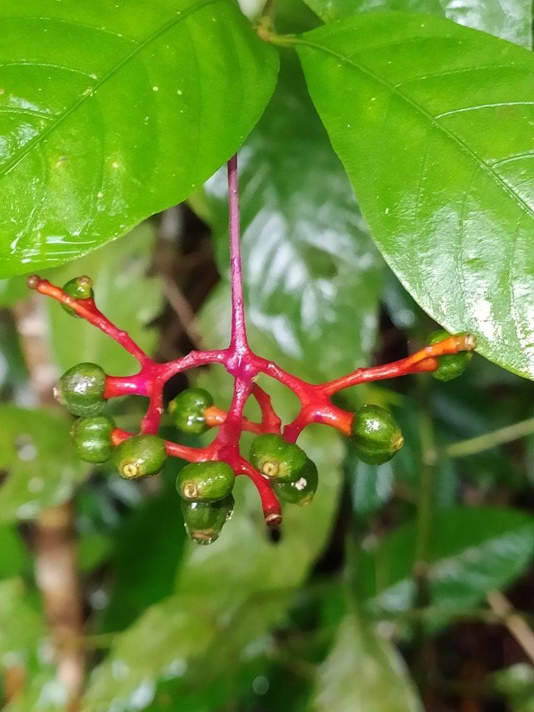 Palicourea longiflora, photographed by Guillaume Delaitre