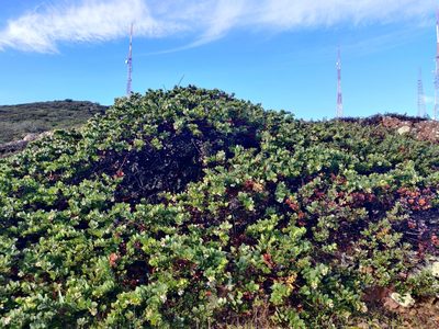 Arctostaphylos pacifica, photographed by Alexander Wentworth