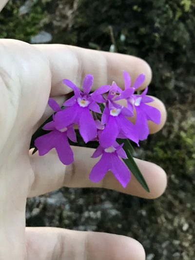 Epidendrum centropetalum, photographed by Rose Zappa