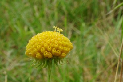 Gaillardia megapotamica, photographed by Analía Belaus