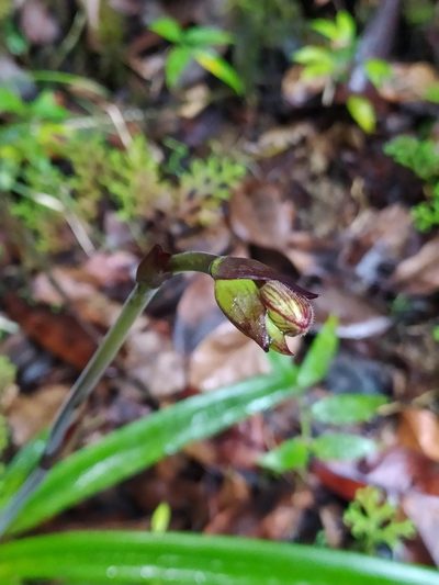 Phragmipedium lindleyanum, photographed by Guillaume Delaitre