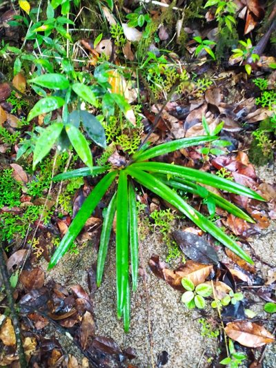 Phragmipedium lindleyanum, photographed by Guillaume Delaitre