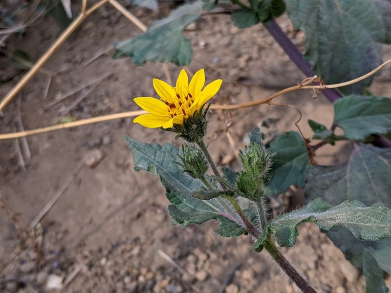 Simsia amplexicaulis, photographed by bemma