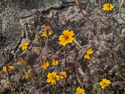 Tagetes lunulata, photographed by bemma