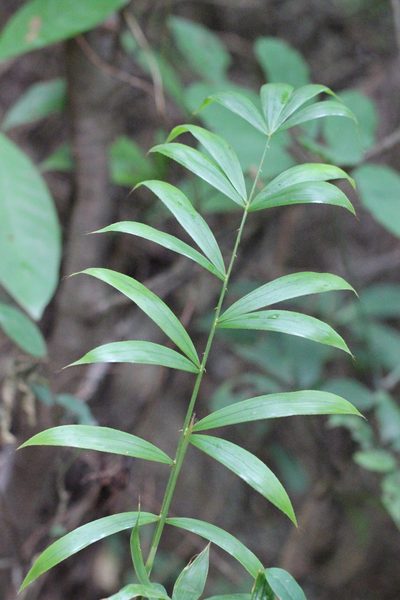 Calamus tetradactylus, photographed by Agnes Trekker