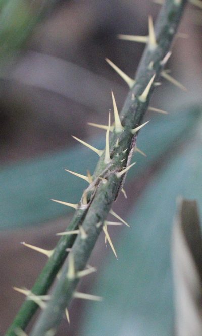 Calamus tetradactylus, photographed by Agnes Trekker