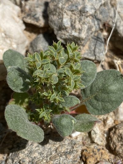 Chorizanthe corrugata, photographed by Daniel McNair