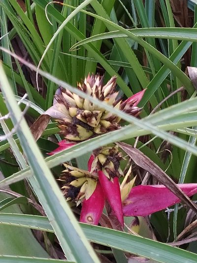 Aechmea aquilega, photographed by Guillaume Delaitre