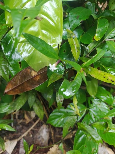Palicourea oblonga, photographed by Guillaume Delaitre