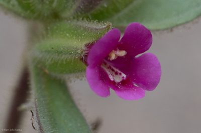 Diplacus bolanderi, photographed by Ken-ichi Ueda