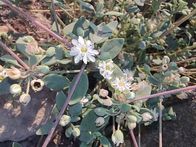 Drymaria holosteoides, photographed by Abraham Sánchez Romero