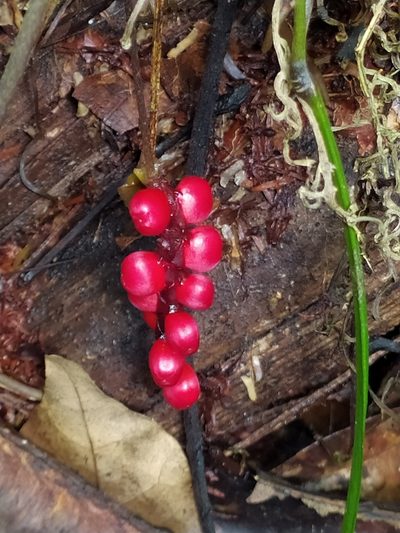 Anthurium gracile, photographed by Guillaume Delaitre