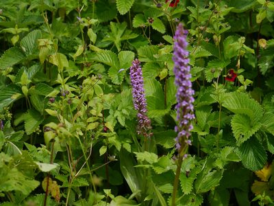 Gymnadenia orchidis, photographed by Dinesh Valke