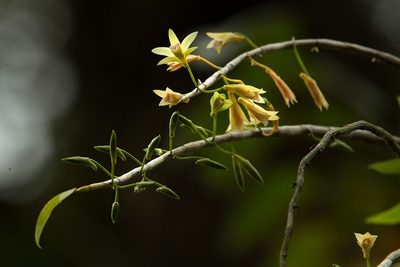 Dendrobium macrostachyum, photographed by Divya Mudappa