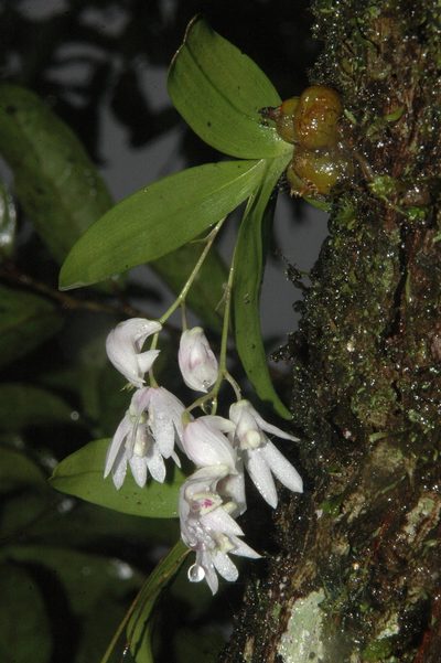 Dendrobium anamalayanum, photographed by Divya Mudappa