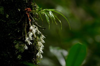 Dendrobium anamalayanum, photographed by Divya Mudappa