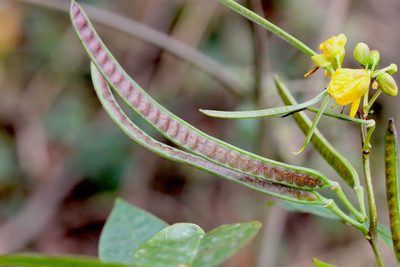 Senna occidentalis, photographed by Agnes Trekker