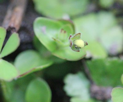 Lindernia rotundifolia, photographed by Agnes Trekker