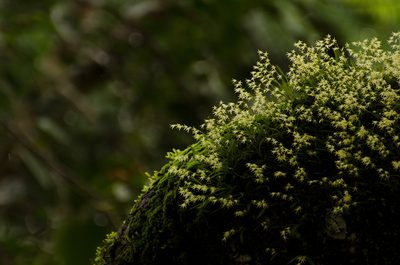 Porpax microchilos, photographed by Divya Mudappa