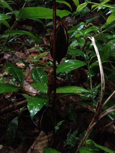Eulophia nuda, photographed by Divya Mudappa