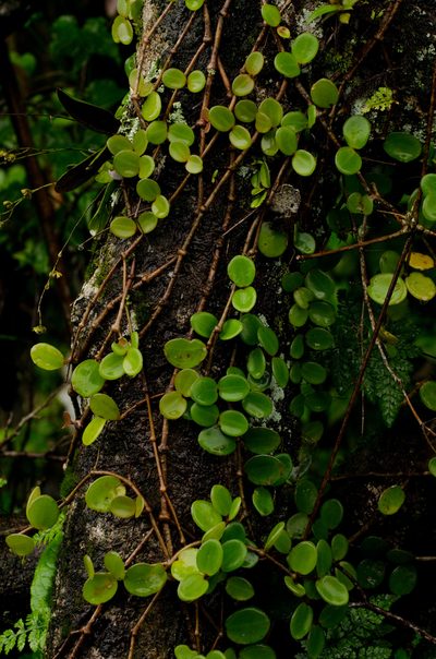 Medinilla beddomei, photographed by Divya Mudappa