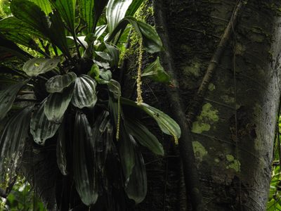 Coelogyne imbricata, photographed by Divya Mudappa