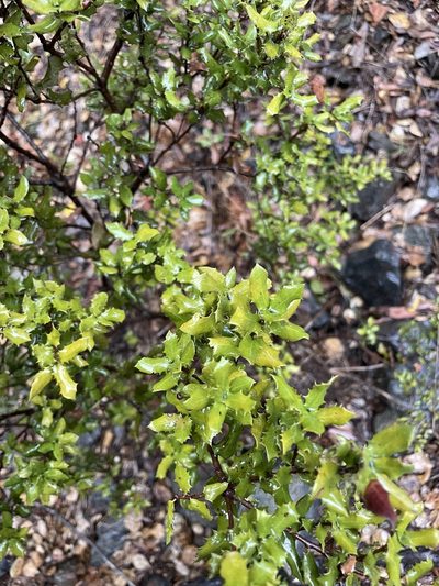 Quercus cedrosensis, photographed by Sula Vanderplank