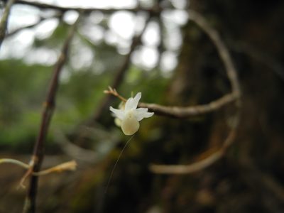 Dendrobium herbaceum, photographed by Divya Mudappa