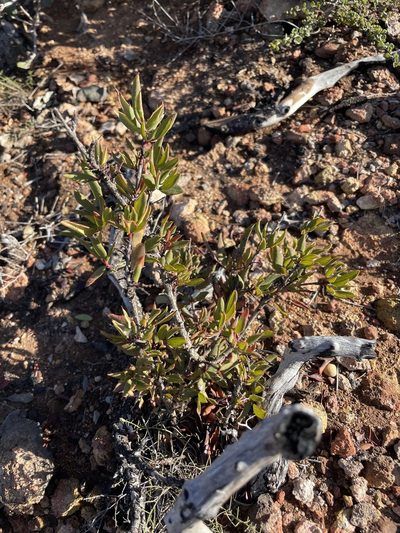 Berberis claireae, photographed by Sula Vanderplank