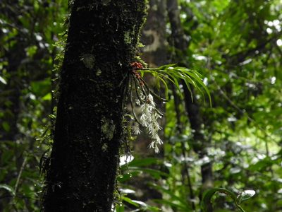 Dendrobium anamalayanum, photographed by Divya Mudappa