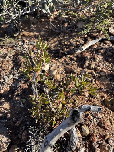 Berberis claireae, photographed by Sula Vanderplank