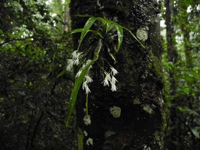 Dendrobium anamalayanum, photographed by Divya Mudappa