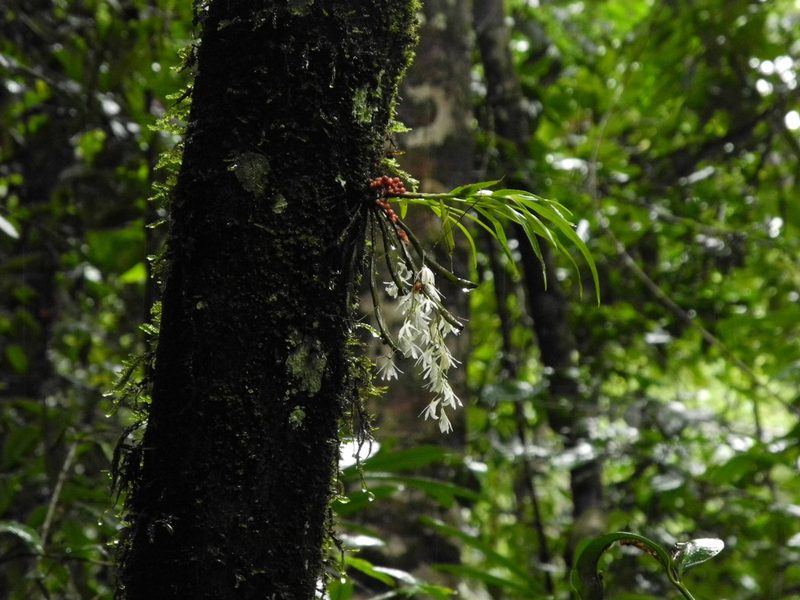 Dendrobium anamalayanum, photographed by Divya Mudappa
