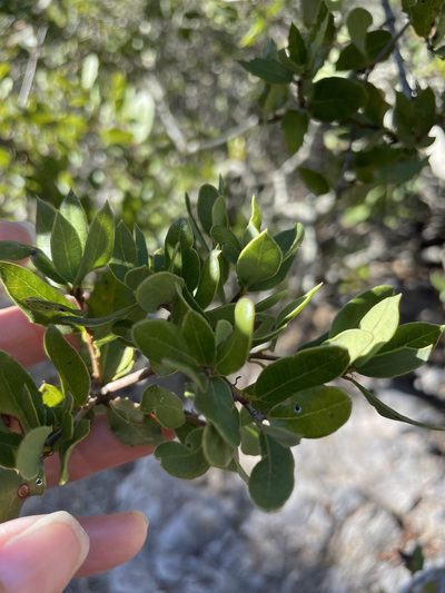 Quercus cedrosensis, photographed by Sula Vanderplank