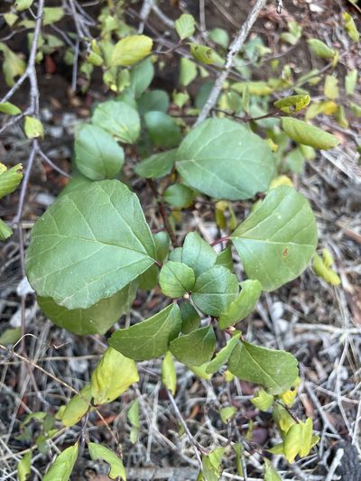 Ribes viburnifolium, photographed by Sula Vanderplank