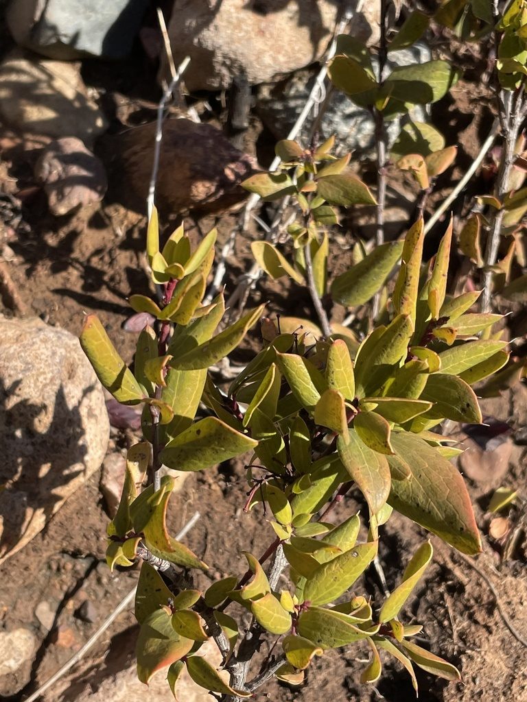 Berberis claireae, photographed by Sula Vanderplank