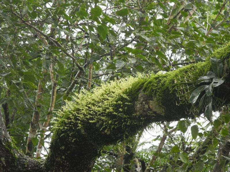 Porpax microchilos, photographed by Divya Mudappa