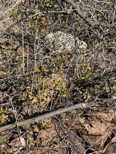 Berberis claireae, photographed by Sula Vanderplank