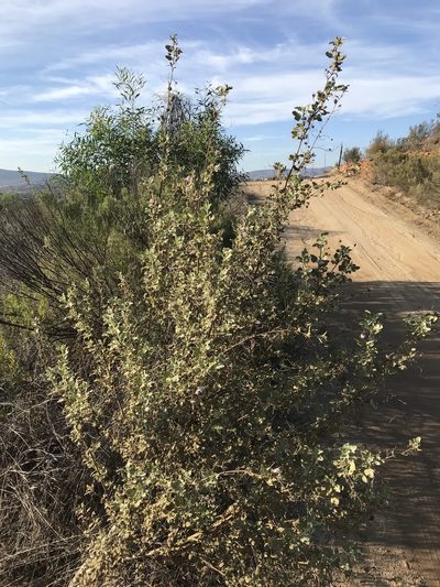 Malacothamnus foliosus, photographed by Scott Yarger