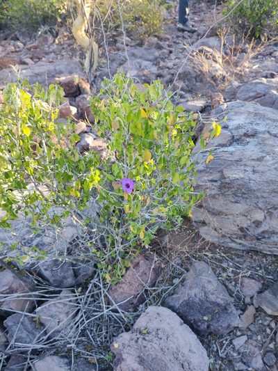 Ruellia californica, photographed by Abraham Sánchez Romero