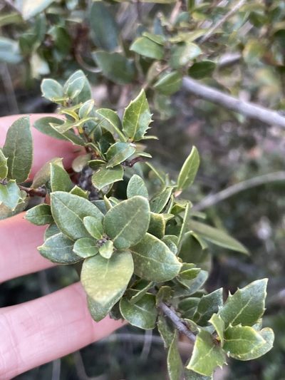 Quercus cedrosensis, photographed by Sula Vanderplank