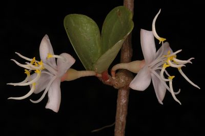 Medinilla beddomei, photographed by Divya Mudappa