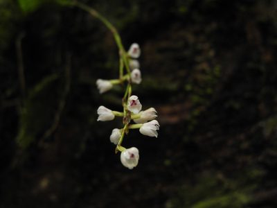 Sirhookera lanceolata, photographed by Divya Mudappa
