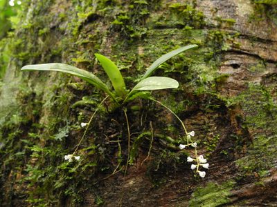 Sirhookera lanceolata, photographed by Divya Mudappa