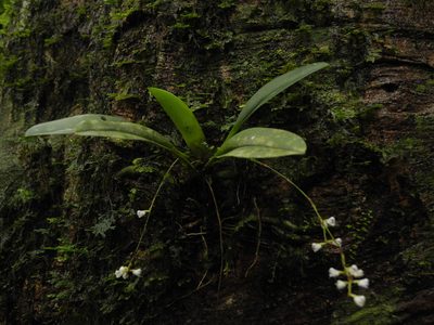 Sirhookera lanceolata, photographed by Divya Mudappa