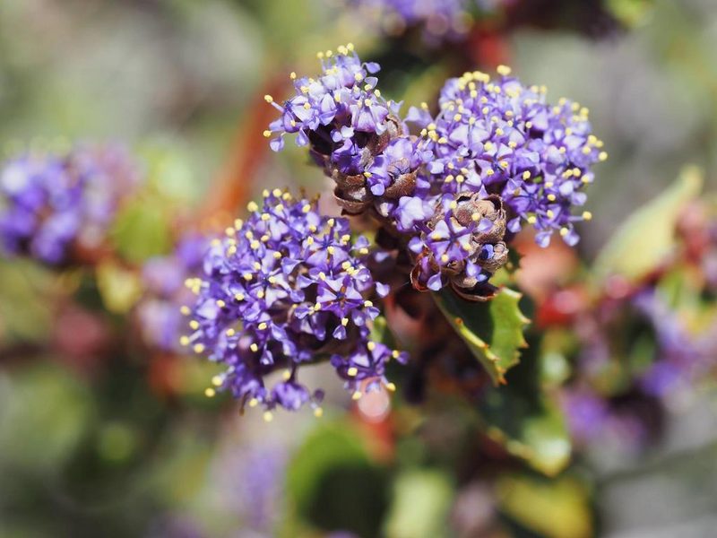 Ceanothus pinetorum, photographed by Nina House