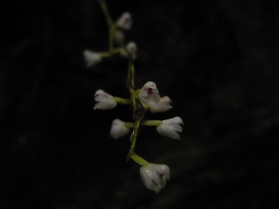 Sirhookera lanceolata, photographed by Divya Mudappa