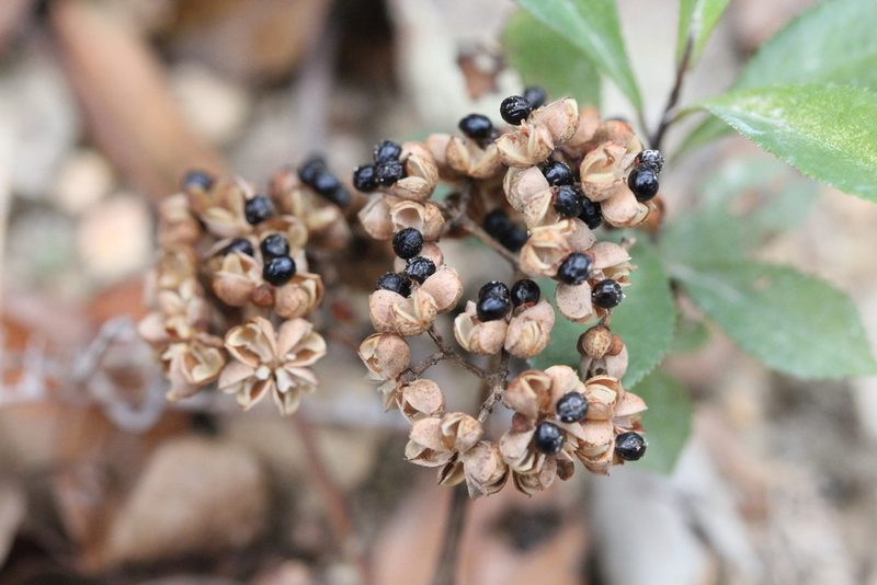 Tetradium glabrifolium, photographed by Agnes Trekker
